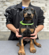 SrbijaOglasi - Prodaju se prelepi štenci dobermana, starosti 2 meseca